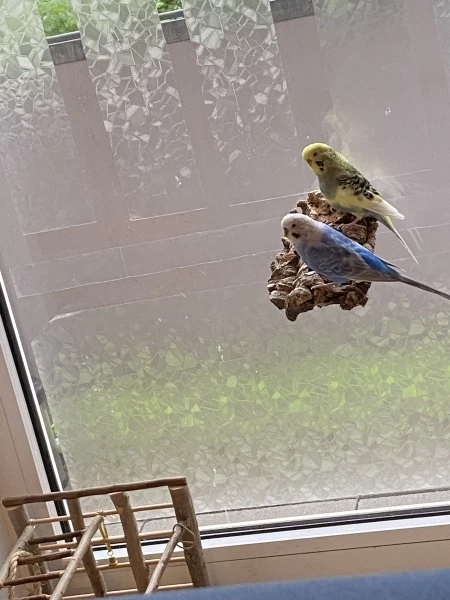 Wellensittich-Bild: Am hellen Fenster sitzt es sich auch gut. Zwischendurch wird auch der Kork zerschreddert.