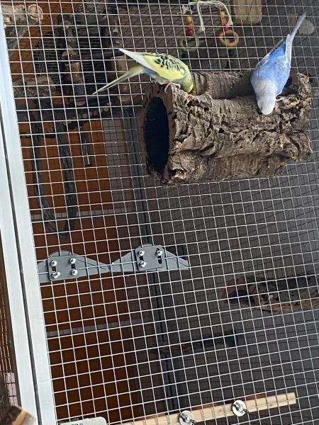 Wellensittich-Bild: Jiiva und Tobi zerschreddern ihre Korkröhre.