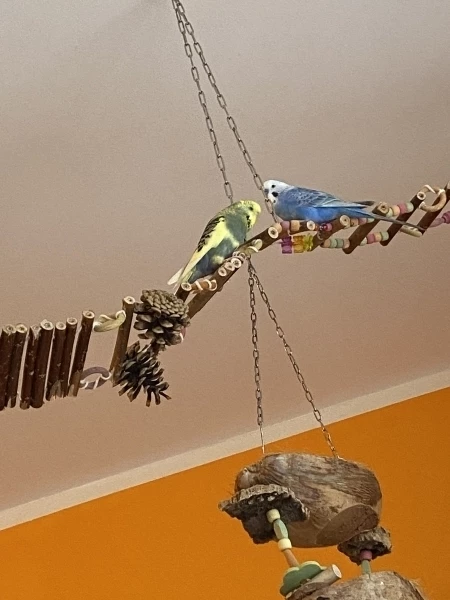 Wellensittich-Bild: Tobi und Jiiva sitzen gern auf ihrer Brücke. Keiner kommt an sie ran, aber der Hafer schafft es trotzdem bis zu ihnen hoch. 