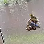 Etwas aus dem Fenster schauen