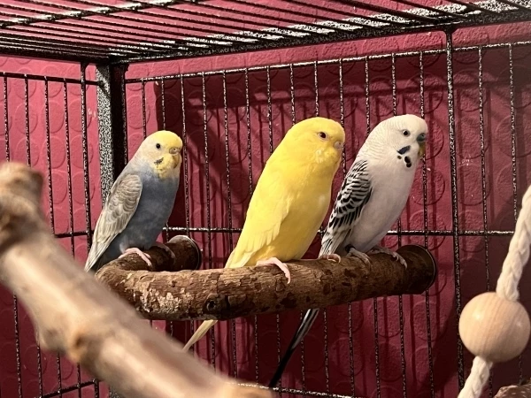 Wellensittich-Bild: Das sind Bambi, Tweety und Bobby. (Von links, nach rechts)