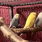 Bambi, Tweety und Bobby 