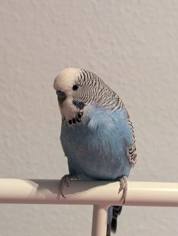 Wellensittich-Bild: Mein Mäxi, ein wunderbarer Welli, der es hoffentlich sehr gut bei mir hat.