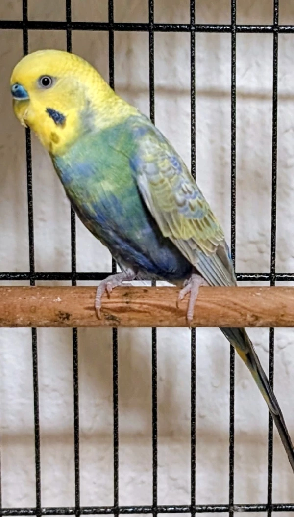 Wellensittich-Bild: Blue ist seit kurzem alleine und sucht nun ein neues Zuhause. Wer etwas weiß, gerne bei mir melden. 