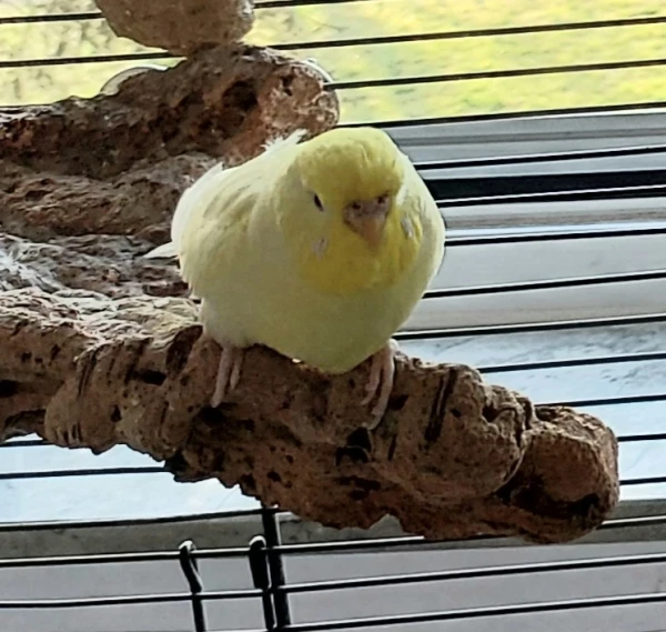 Meine hübsche zartgelbe Nami kommt so langsam im Schwarm an