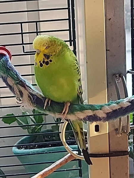 Wellensittich-Bild: Kiwi wurde wie Lucy und Linus über eine Anzeige an mich abgegeben. Lucy und sie wurden erst 1 Jahr zuvor von der Vorbesitzerin wegen einer Notsituation aus einer Kleinanzeige aufgenommen. Ich bin nun also mindestens die 3. Besitzerin und dabei sind beide noch unter 3 Jahre alt - das ist so schlimm!