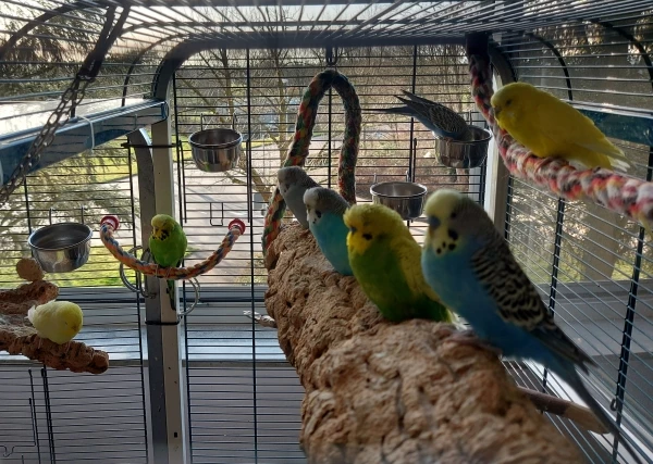 Wellensittich-Bild: Sie sind eine quirlig agile Truppe, ein wirklich harmonischer Clan, meine 8 munter fröhlichen Wellis machen mir viel Freude!