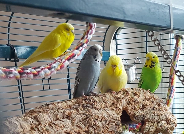 Wellensittich-Bild: Die zartgelbe Nami ist als letzte in meinen Schwarm gekommen und mittlerweile schon bestens integriert. Hier sitzt sie ganz harmonisch zwischen Lucy (grau) und Kiwi (grün) auf einer Korkröhre. Diese 3 Ladys sind meine Noch-Single-Hennen und verstehen sich prima miteinander. Oben auf der Kordel, das ist meine sonnengelbe Bella, sie ist flugunfähig, klettert aber wie eine Weltmeisterin und kommt auch problemlos überall hin.
