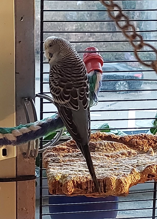 Wellensittich-Bild: Lucy habe ich am 22. Dezember zusammen mit 3 anderen Wellis aus miserabler Haltung gerettet. Die Vorbesitzerin hatte keine Ahnung von Vögeln, wie sie selbst zugegeben hat, aber außer 4 Wellis noch 5 Bourkesittiche und 3 Nymphensittiche gehalten.