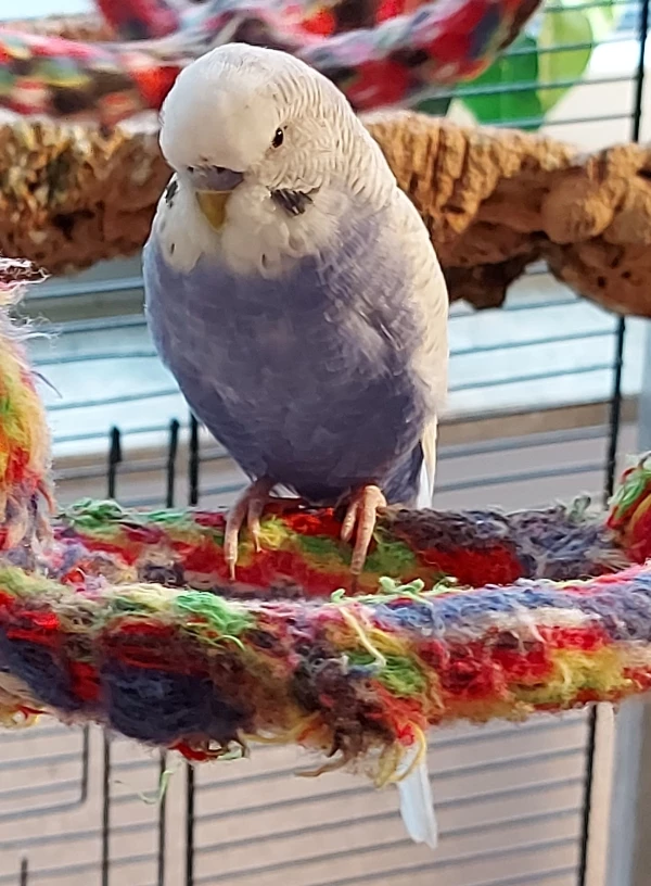 Wellensittich-Bild: Milano war zusammen mit seiner Henne Solea quasi der Nachlass einer dem Krebs erlegenen Dame aus Wiesbaden. Da die Tochter das hübsche Welli-Pärchen aus finanziellen und anderen Gründen leider nicht behalten konnte, suchte sie ihnen ein gutes neues Zuhause.
