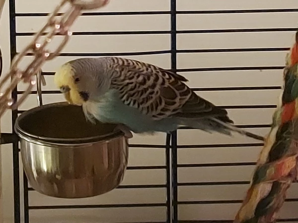Lori ist nun in meinen Schwarm eingezogen 