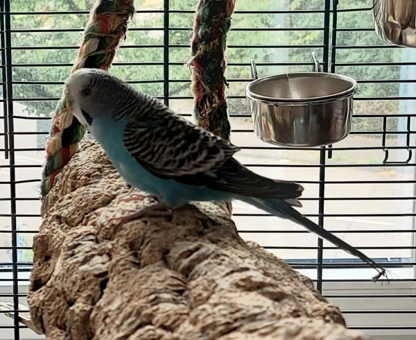 Wellensittich-Bild: Melody habe ich nun schon etliche Jahre, es war damals auch eine Vermittlung über welli.net. Zuerst habe ich sie mit ihrer Schwester abgeholt und mich später noch dazu entschieden, eine weitere Schwester und deren Welli-Mama mit bei mir aufzunehmen. 