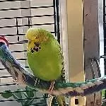 Das ist Kiwi - ihr Name gemäß der Farbe einer leckeren Frucht