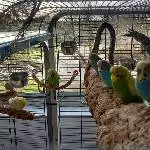 Gruppenbild mit allen 8 Wellis meines Schwarms