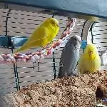 Bella, Lucy, Nami und Kiwi genießen die Sonne