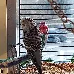 Lucy schaut gern aus dem Fenster