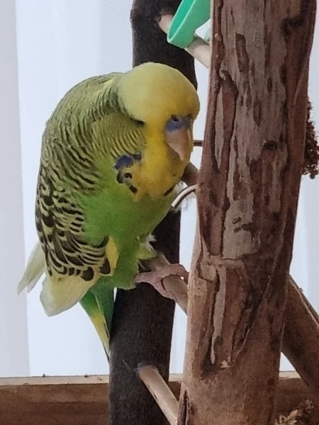 Wellensittich-Bild: Charly ist ein fröhlicher und lieber Vogel, der immer Unsinn im Kopf hat.