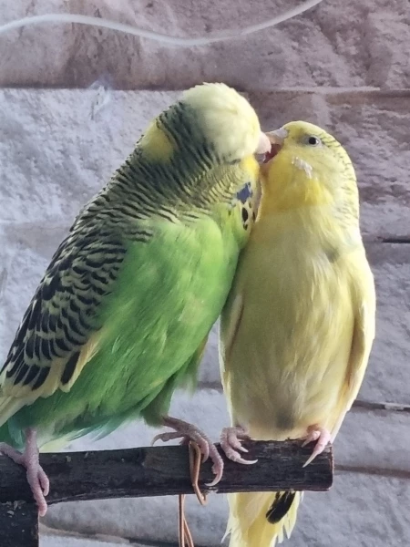 Wellensittich-Bild: Beide lieben und zanken sich... ganz liebe Vögel, die den ganzen Tag miteinander quatschen...