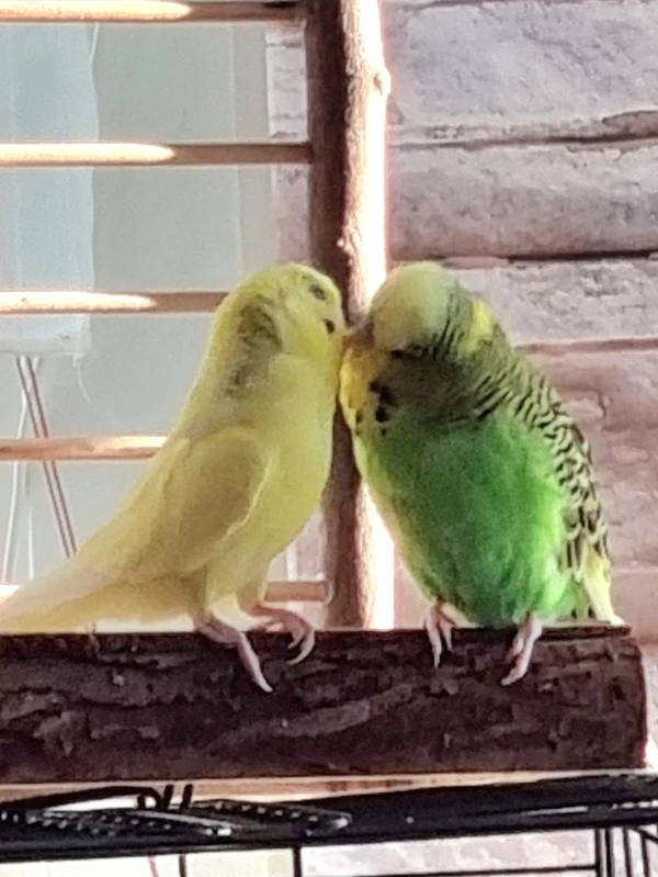Wellensittich-Bild: Grosse Liebe und ab und zu auch Streit, Charly ist dominanter und Tweety lässt sich viel gefallen.  