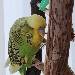 Charly und Tweety