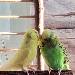 Tweety und Charly