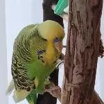 Charly und Tweety