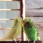 Tweety und Charly