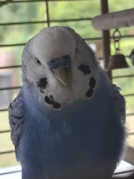 Wellensittich-Bild: Blue nach dem er sich geputzt hat.