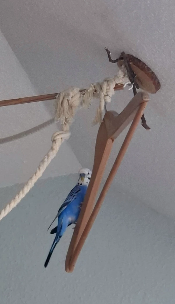 Wellensittich-Bild: Blue auf dem Kleiderbügel nach dem mir gesagt wurde, dass die Wellies den eh nicht benutzen..
