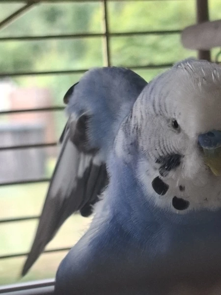 Wellensittich-Bild: Blue während er sich geputzt hat.