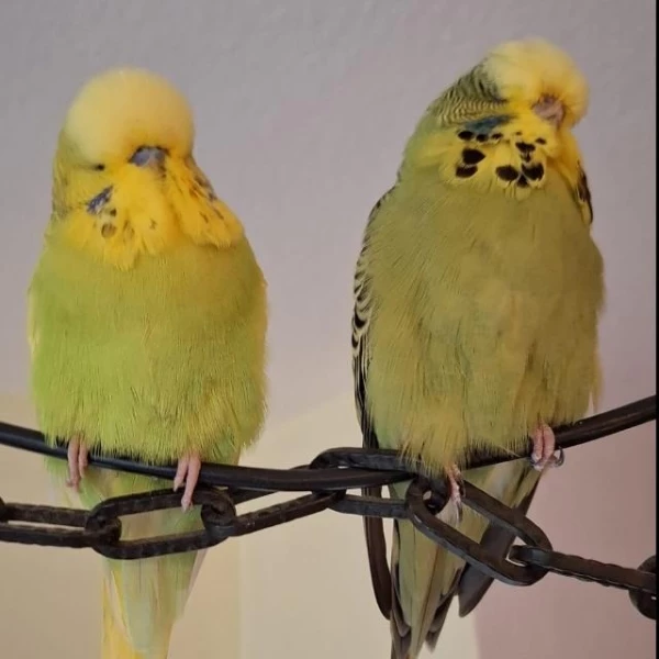 Wellensittich-Bild: Bella und Sunny sind in der Küche gewesen während wir den Käfig geputzt haben. Per Menschenhand-Taxi in die Küche gekommen. 02.11.2025