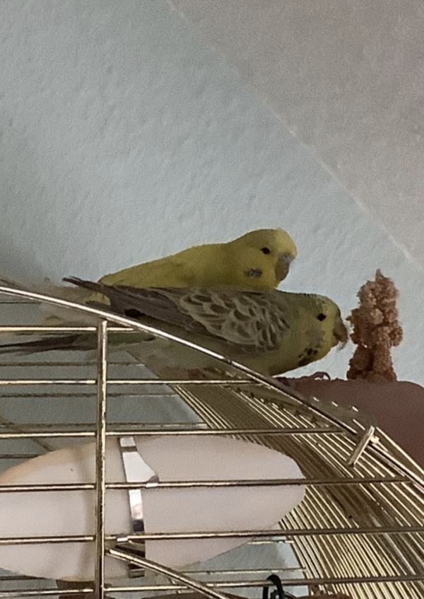 Ella und Sunny