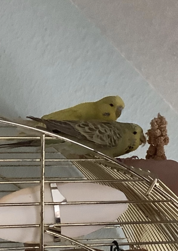 Wellensittich-Bild: Kleiner Rückblick:
Ella und Sunny am Hirse fressen kurz nach dem Einzug