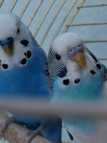 Wellensittich-Bild: Blue und Sky am morgen wenn man die Decke so hochhebt, dass die Hände nicht sichtbar sind.
...hä?
