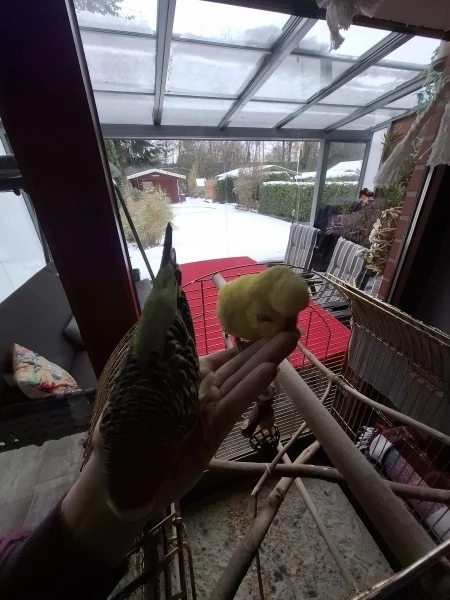 Wellensittich-Bild: Bella und Sunny am spielen mit meiner Hand.
28.01.2026