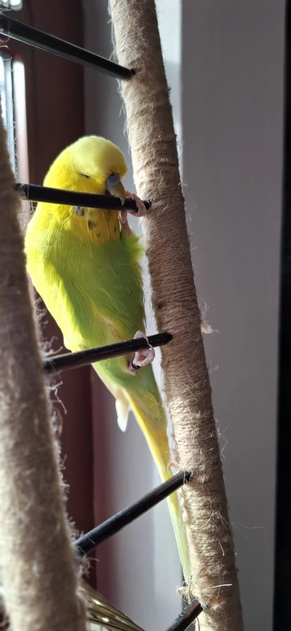 Wellensittich-Bild: Sunny klettert die Leiter rauf, die wir für Bella und ihn gebaut hatten.