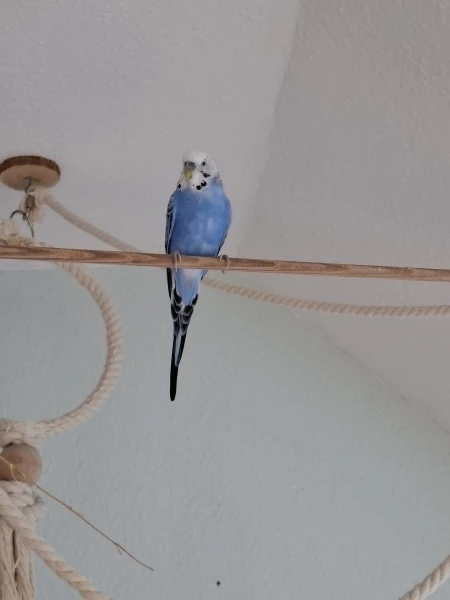 Wellensittich-Bild: Ich präsentiere: Blue - ein hübscher kleiner lieber Kerl. :)