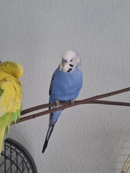 Wellensittich-Bild: Blue und Sunny hatten sich direkt gut verstanden als Blue bei uns ankam. 