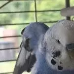 Soo große Flügel hab ich