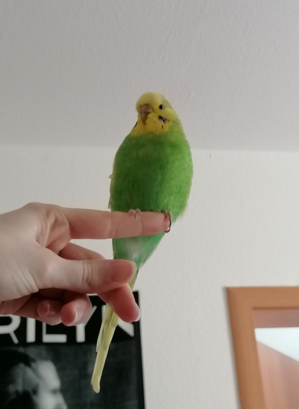 PHPSESSID