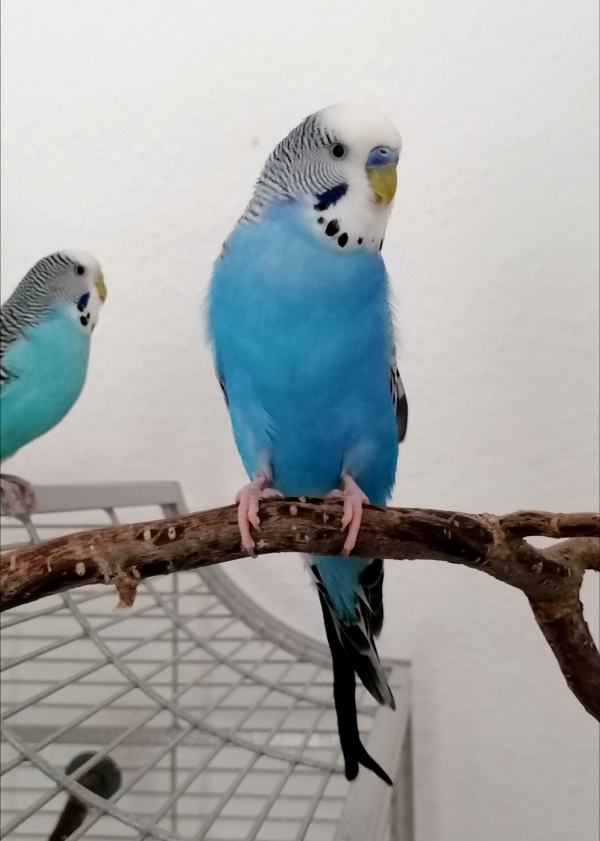 Rudi