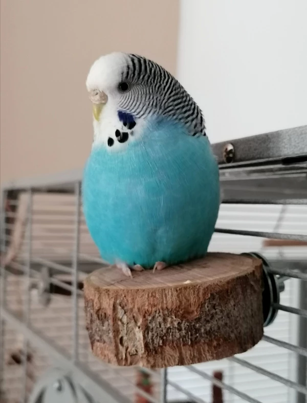 Wellensittich-Bild: Ein kleiner blauer Klumpen auf der Astscheibe. 