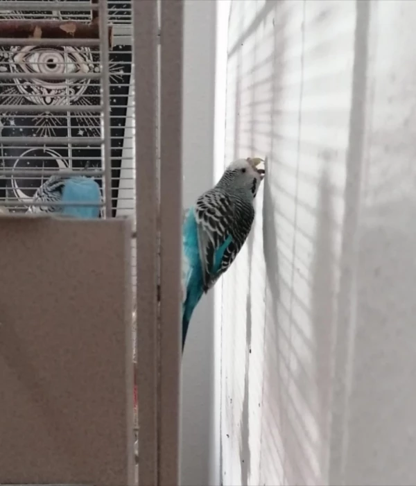 Wellensittich-Bild: Bonnie schmeckt erst einmal die Wand ab. Eher suboptimal was die Nährwerte angeht. (keine Sorge, es wurde keine Wand gefressen) 