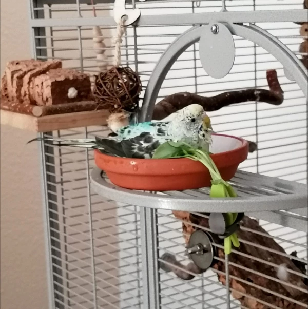 Wellensittich-Bild: Eine kleine Abkühlung mit Salatbeilage. 