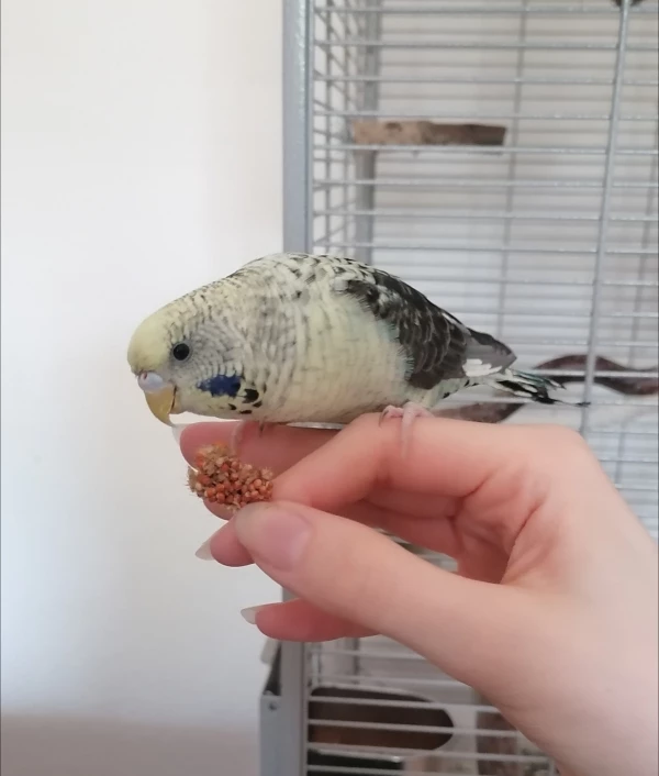 Wellensittich-Bild: Elvira gönnt sich einen kleinen Snack. 