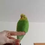 Kira, die Anmutige 