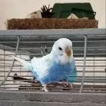 Profilfoto Fridolin 
