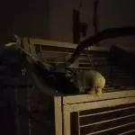 Bird Loaf