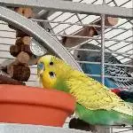 Yoshi aus der Nähe