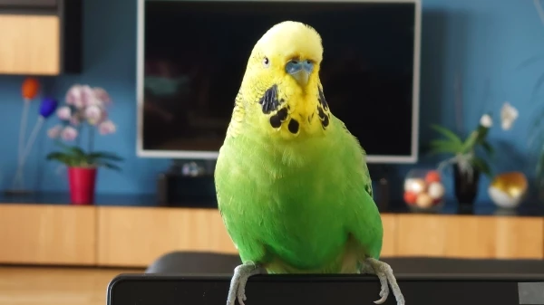 Wellensittich-Bild: Einer der Lieblingsplätze. Der Bildschirm vom Laptop. 